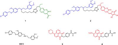 Affinity probes based on small-molecule inhibitors for tumor imaging